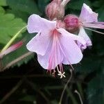 Geranium macrorrhizumΛουλούδι