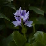 Eichhornia crassipes Flower