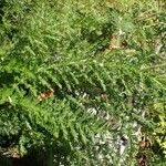 Achillea odorata Habit