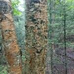 Betula alleghaniensis Kôra