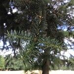 Abies numidica ഇല