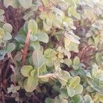 Origanum majorana Fuelha