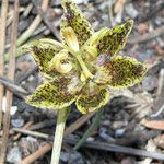 Fritillaria atropurpurea Цвят