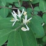 Lonicera morrowii 花