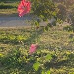 Alcea roseaFulla