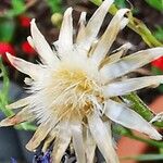 Centaurea diffusa Blüte