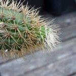 Bergerocactus emoryi Otro