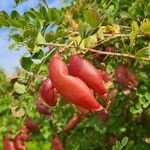 Colutea arborescensFruit