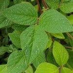 Desmodium intortum Blatt