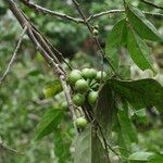 Greenwayodendron suaveolens Fruto