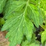 Artemisia princeps Feuille