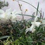 Narcissus triandrus Kvet