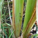 Typha latifolia Beste bat