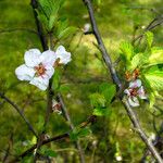 Prunus tomentosa 叶