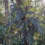 Monstera punctulata Habit