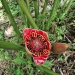 Etlingera hemisphaerica Flower