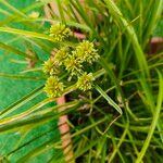 Cyperus eragrostis Feuille