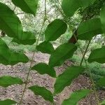 Bobgunnia fistuloides Hoja