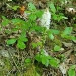 Galax urceolata Leaf