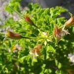 Pelargonium crispum