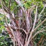 Ficus tinctoria Συνήθη χαρακτηριστικά