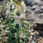 Antirrhinum sempervirens Habit