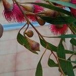 Eucalyptus leucoxylon Frukt