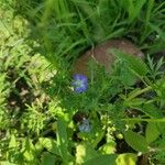 Nemophila menziesii Květ