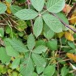 Rubus idaeus पत्ता