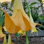 Brugmansia suaveolensFlor