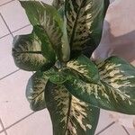 Dieffenbachia seguineFolio