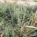 Cyperus alopecuroides Характер