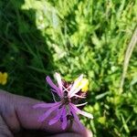 Lychnis flos-cuculiപുഷ്പം