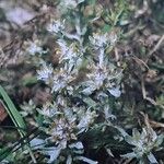 Filago pyramidata Tabia