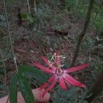 Passiflora speciosa