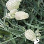 Silene vulgaris Kvet