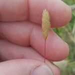 Phleum arenarium Fruit