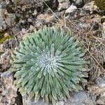 Saxifraga longifolia Leaf