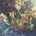 Pterospartum tridentatum Цветок