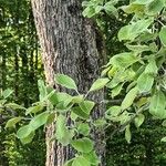 Pyrus nivalis Feuille