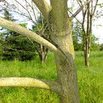 Juglans mandshurica Corteza
