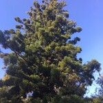 Araucaria cunninghamii Hábitos