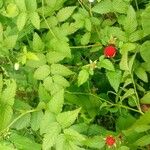 Rubus rosifolius Liść