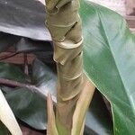 Philodendron bipennifolium Folha