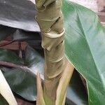 Philodendron bipennifolium Feuille