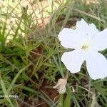 Cycnium tubulosum Flower