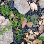 Caucalis platycarpos Likasa