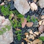 Caucalis platycarpos Leaf