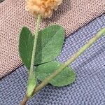 Trifolium campestre Leaf