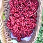 Schisandra chinensis Fruchs